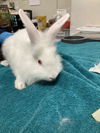 adoptable Rabbit in Chatsworth, CA named SNOWY