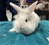 adoptable Rabbit in  named BLIZZARD