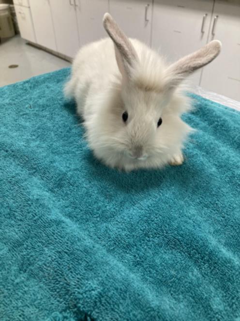 adoptable Rabbit in Chatsworth, CA named HAIL