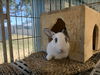 adoptable Rabbit in Chatsworth, CA named BLANKET