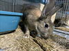 adoptable Rabbit in Chatsworth, CA named VENTURE