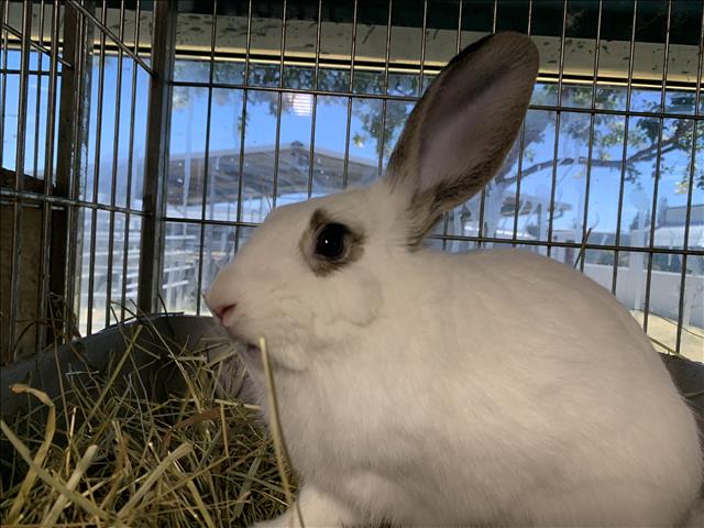 adoptable Rabbit in Chatsworth, CA named CHARMER