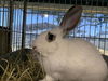 adoptable Rabbit in  named CHARMER