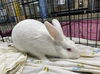 adoptable Rabbit in Chatsworth, CA named ARTHUR