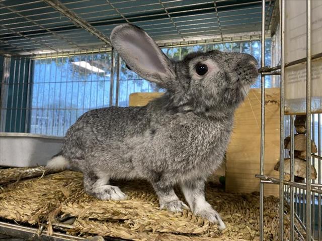 adoptable Rabbit in Chatsworth, CA named ZACK