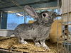 adoptable Rabbit in  named ZACK