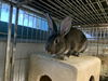 adoptable Rabbit in  named HAVEN