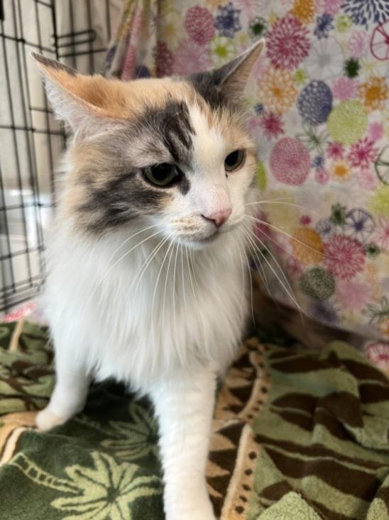 adoptable Cat in Chatsworth, CA named GEORGIE