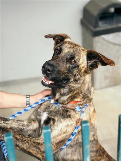 adoptable Dog in Chatsworth, CA named BRINDLE