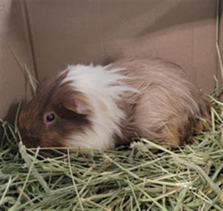 adoptable Guinea Pig in Chatsworth, CA named NEAPOLITAN