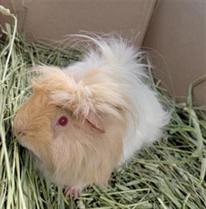 adoptable Guinea Pig in Chatsworth, CA named PASCAL