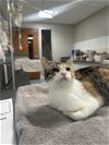 adoptable Cat in chatsworth, CA named BELLA