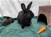 adoptable Rabbit in  named CHIP