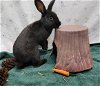 adoptable Rabbit in  named DALE
