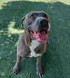 adoptable Dog in Chatsworth, CA named BLUE