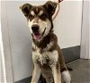 adoptable Dog in chatsworth, CA named BEANS