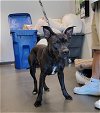 adoptable Dog in chatsworth, CA named BEAR