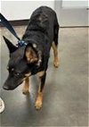 adoptable Dog in chatsworth, CA named BELLA