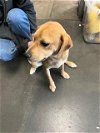 adoptable Dog in chatsworth, CA named BLAIR