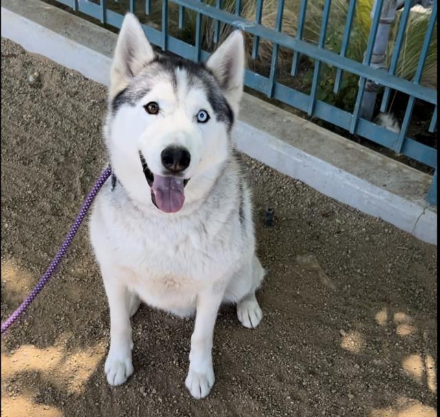 adoptable Dog in Chatsworth, CA named TEMO