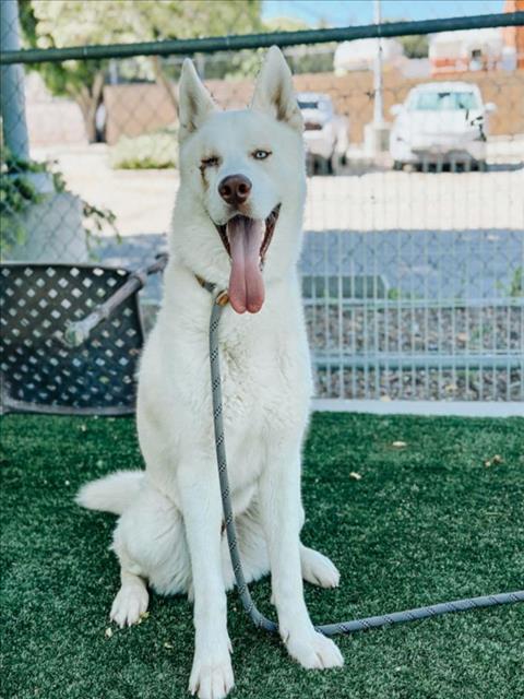 adoptable Dog in Chatsworth, CA named THROW