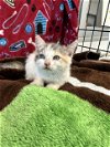 adoptable Cat in chatsworth, CA named CARLA