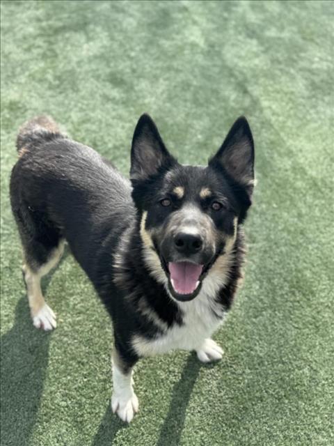 adoptable Dog in Chatsworth, CA named MASON