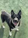 adoptable Dog in Chatsworth, CA named MASON