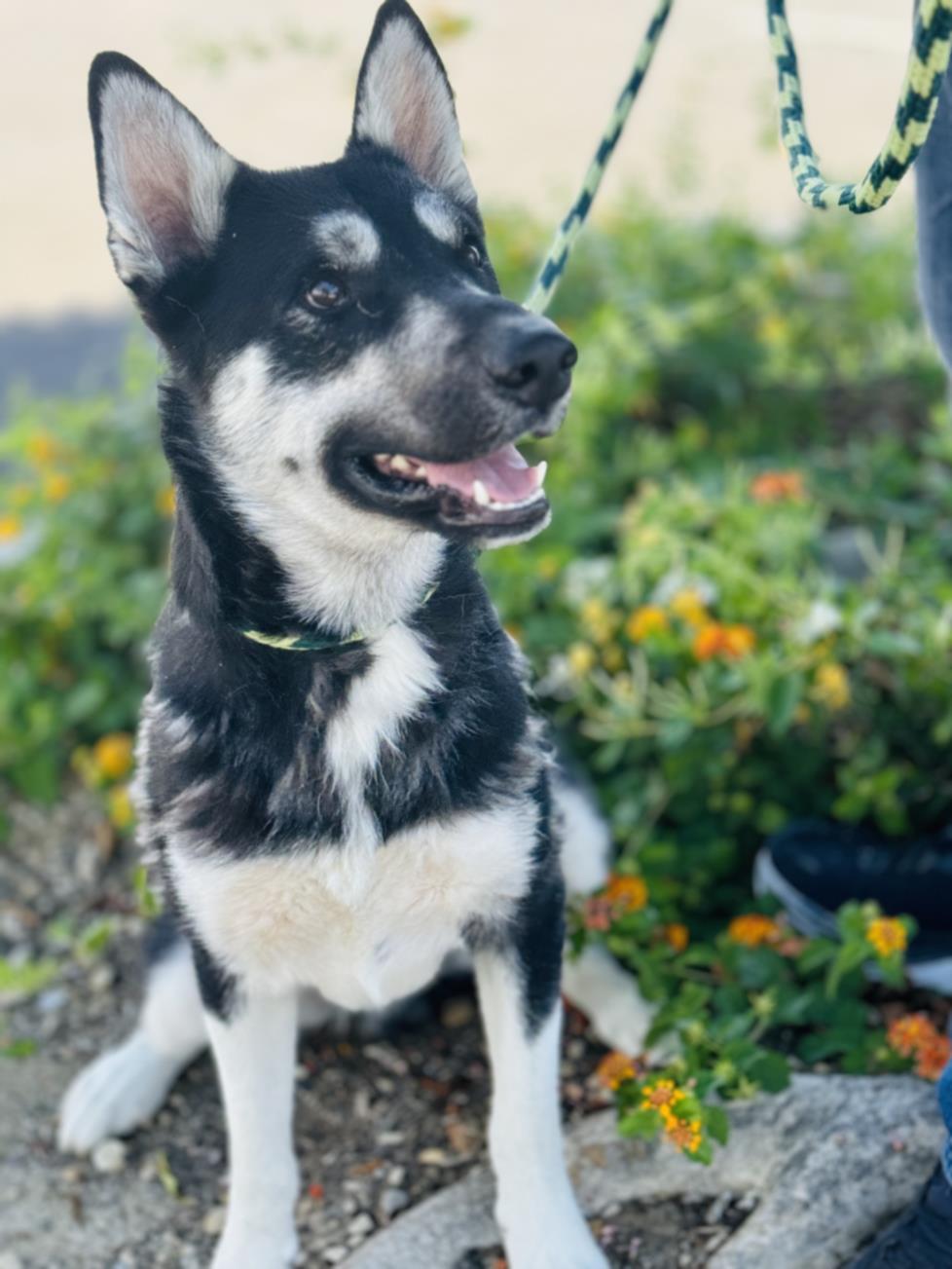 adoptable Dog in Chatsworth, CA named DEZI