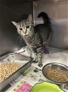 adoptable Cat in chatsworth, CA named CASSIDY