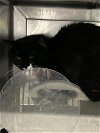 adoptable Cat in  named CONA