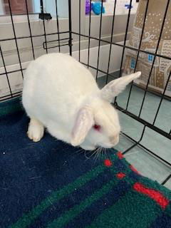 adoptable Rabbit in Chatsworth, CA named WHITEY