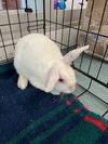 adoptable Rabbit in Chatsworth, CA named WHITEY