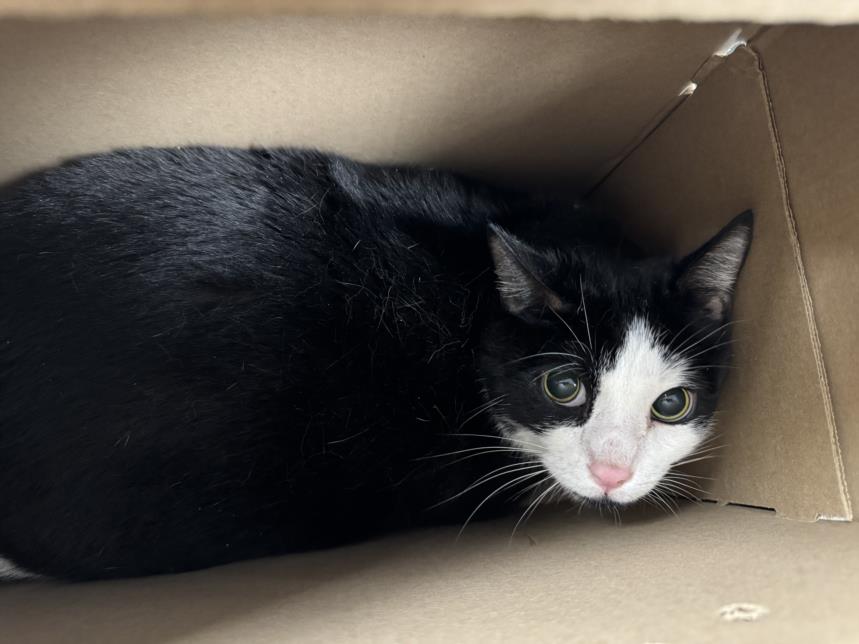 adoptable Cat in Chatsworth, CA named TUXEDO