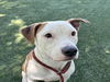 adoptable Dog in Chatsworth, CA named DOPEY