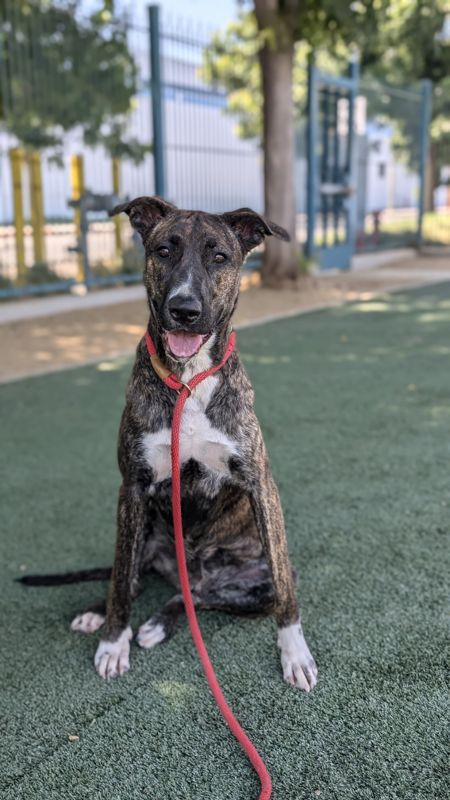 adoptable Dog in Chatsworth, CA named SHURY