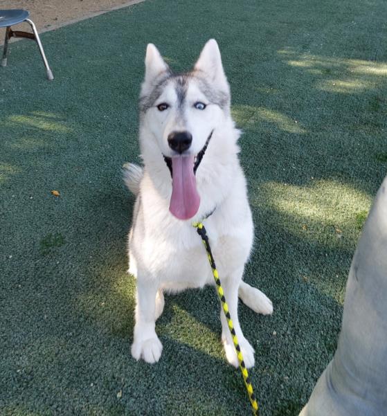 adoptable Dog in Chatsworth, CA named DALIAH