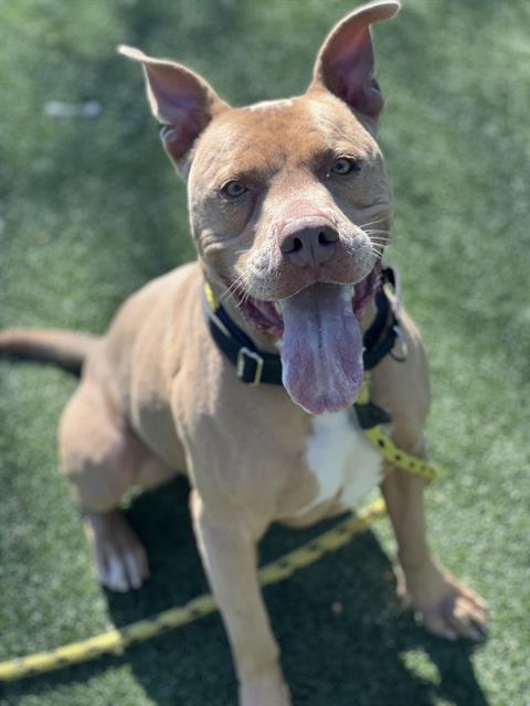 adoptable Dog in Chatsworth, CA named ZEUS