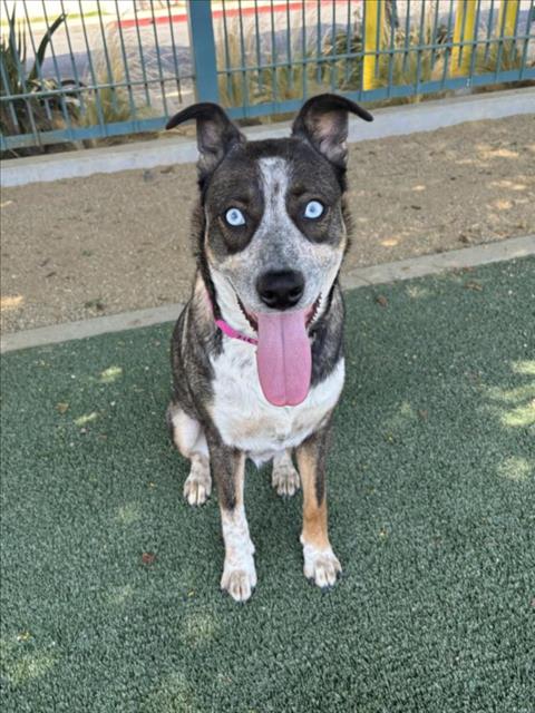 adoptable Dog in Chatsworth, CA named SANTINI