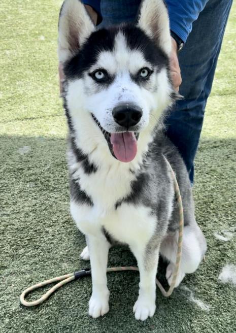 adoptable Dog in Chatsworth, CA named ANAKIN