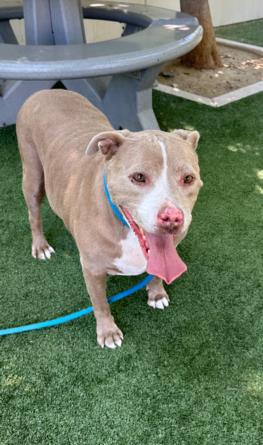 adoptable Dog in Chatsworth, CA named BRINT