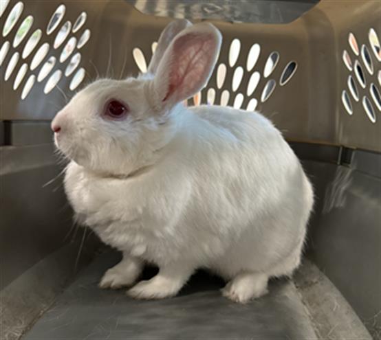 adoptable Rabbit in Chatsworth, CA named SYLMAR