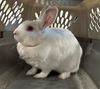 adoptable Rabbit in  named SYLMAR