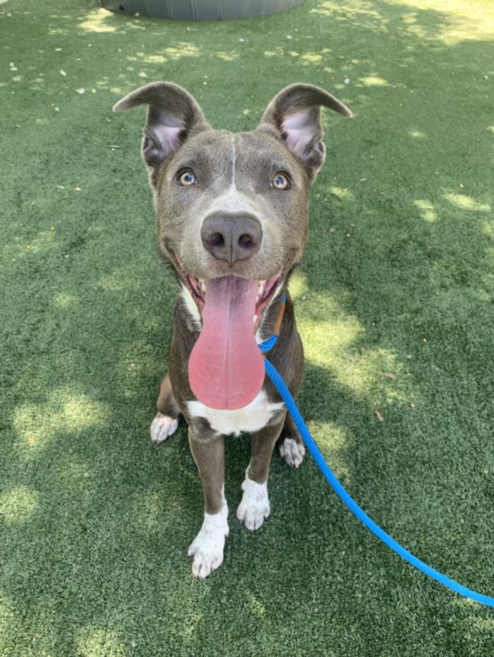 adoptable Dog in Chatsworth, CA named TARZAN