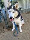 adoptable Dog in Chatsworth, CA named CHEWY