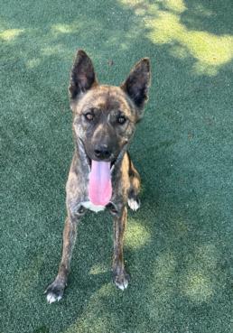 adoptable Dog in Chatsworth, CA named NALA