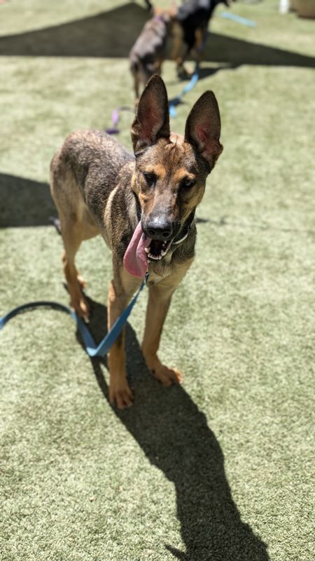 adoptable Dog in Chatsworth, CA named MARVIN