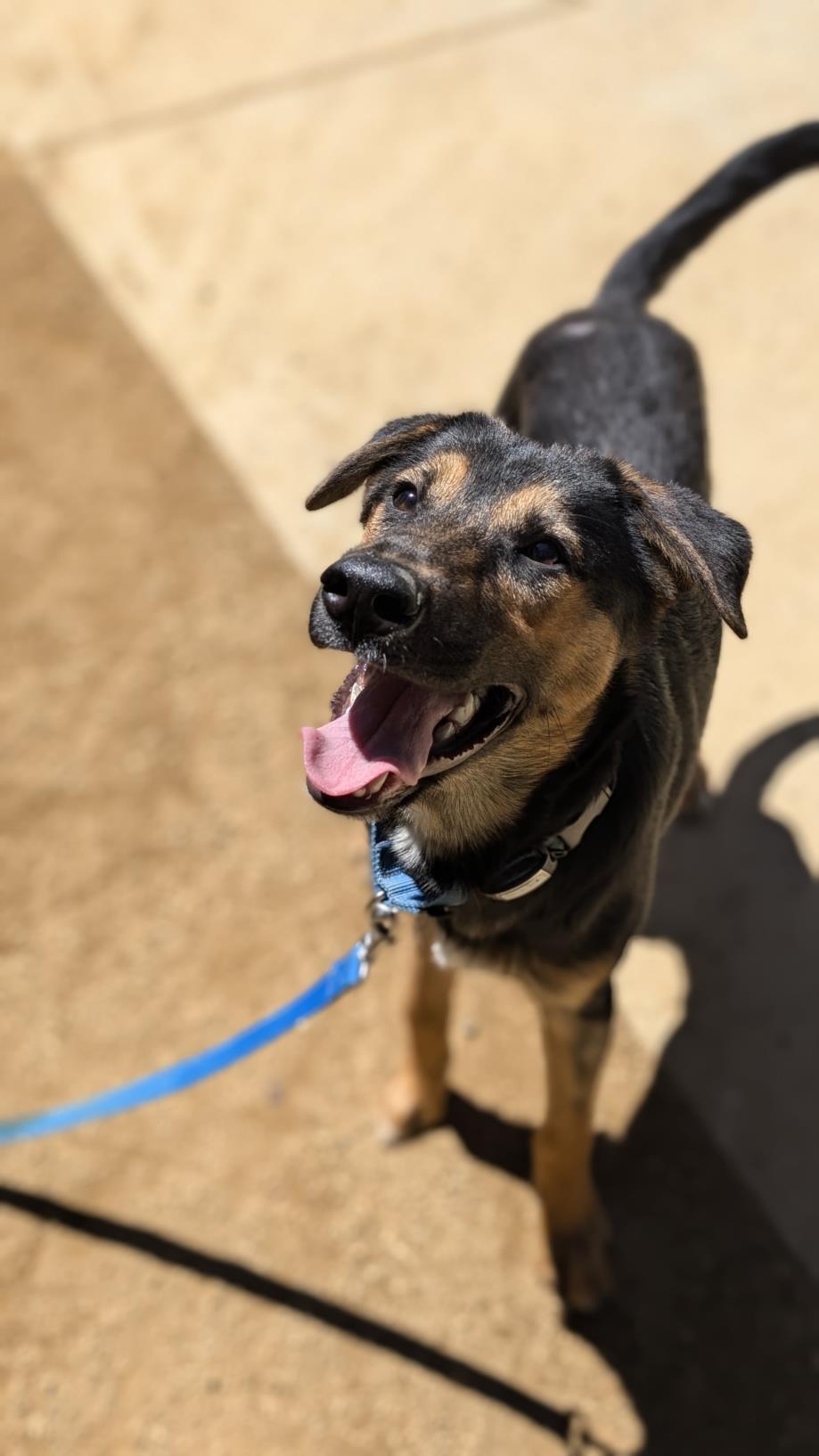 adoptable Dog in Chatsworth, CA named MAX