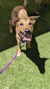 adoptable Dog in  named ALBA