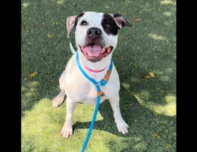 adoptable Dog in Chatsworth, CA named BEAUTY